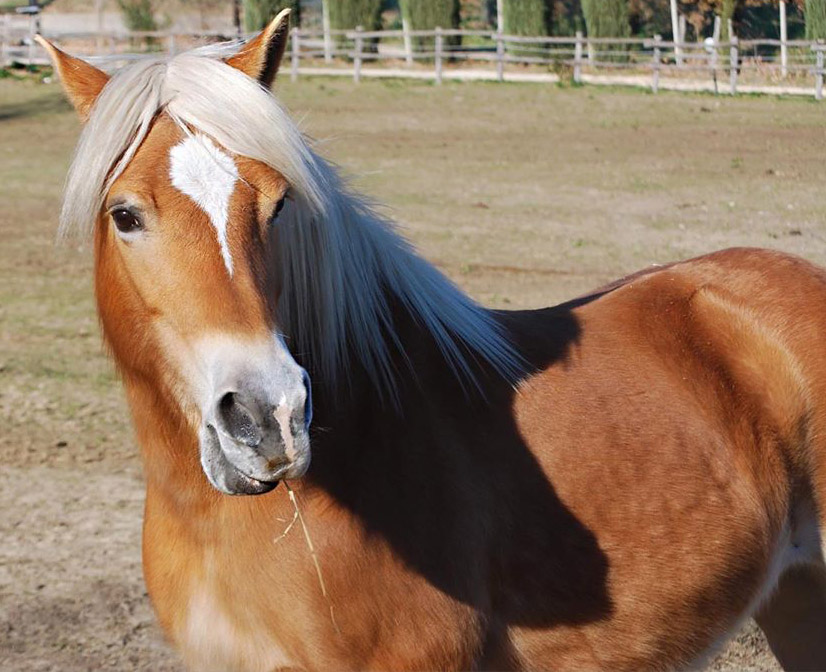 Haflinger Ponies